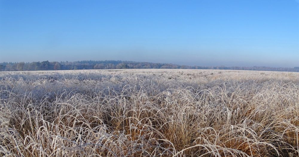 Noordsche veld